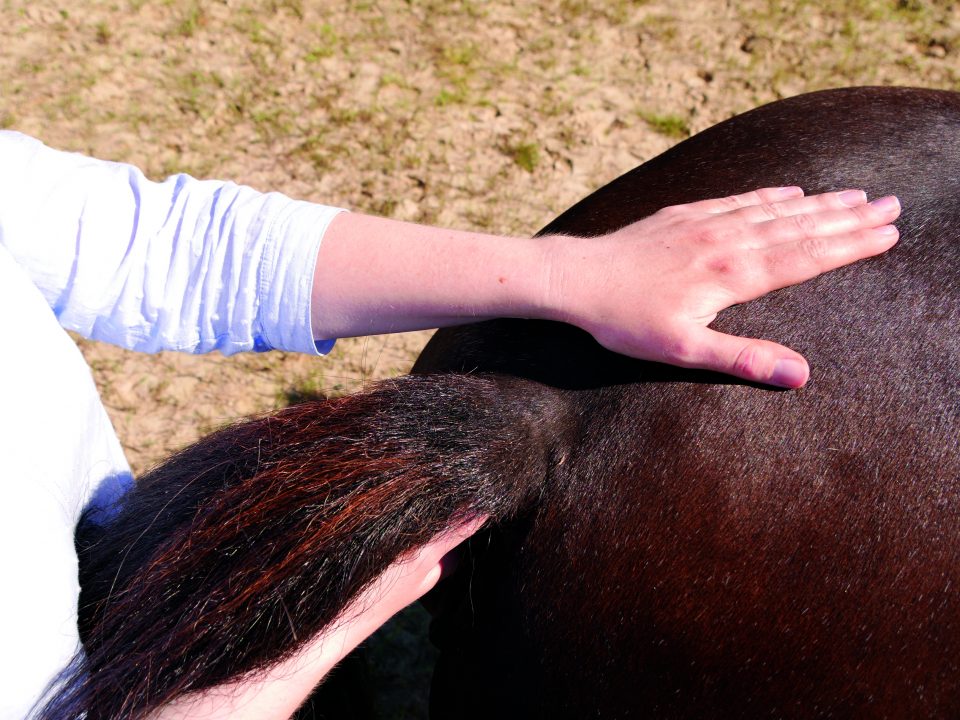 Pferdeosteopathie - Ein Beitrag zur ganzheitlichen Tiergesundheit